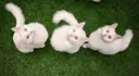Nuovi cuccioli per il gatto Van: il felino più carismatico della Türkiye inaugura una nuova stagione